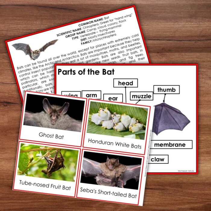 Parts of a Bat Life Cycle Activities, featuring educational cards with bat facts, various species, and a labeled anatomy diagram. Montessori Nature Printable