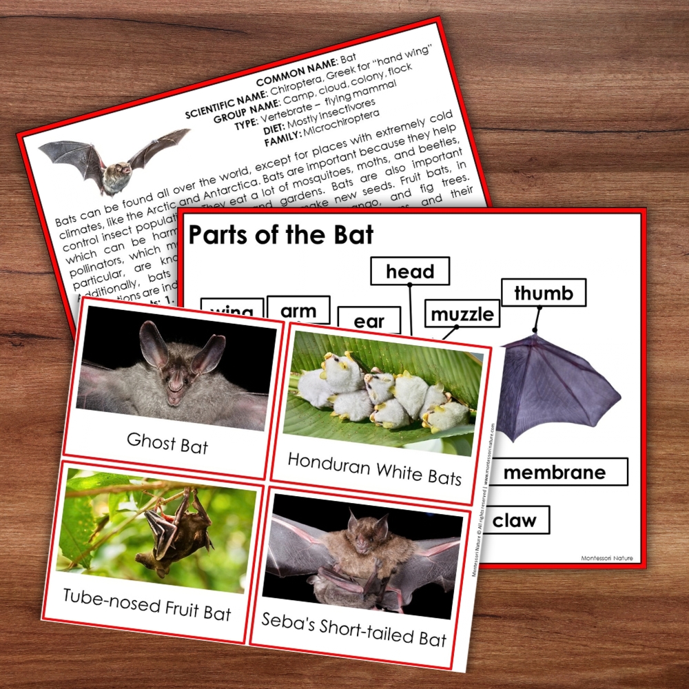 Parts of a Bat Life Cycle Activities, featuring educational cards with bat facts, various species, and a labeled anatomy diagram. Montessori Nature Printable