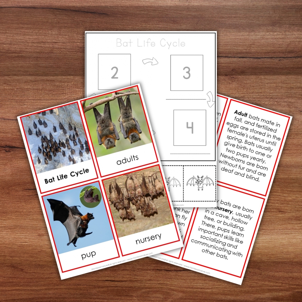 Printable Parts of a Bat Life Cycle Activities cards featuring photographs of bats and informative text about their development stages for science worksheets. Montessori Nature Printable