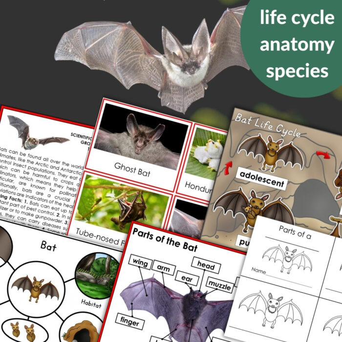 Parts of a Bat Life Cycle Activities include a life cycle diagram, a labeled anatomy chart, and photos of different bat species. Montessori Nature Printable