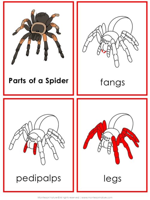 Parts of a Spider Life Cycle Activities cards: one shows a full-color spider, while the others highlight the fangs, pedipalps, and legs in red. Montessori Nature Printable