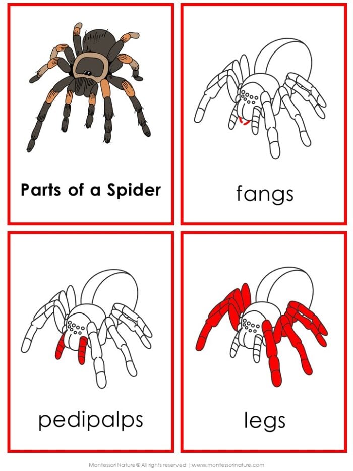 Parts of a Spider Life Cycle Activities cards: one shows a full-color spider, while the others highlight the fangs, pedipalps, and legs in red. Montessori Nature Printable