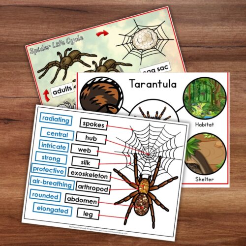 Parts of a Spider Life Cycle Activities featuring educational illustrations of the life cycle, tarantula anatomy, habitat, and shelter. Montessori Nature Printable