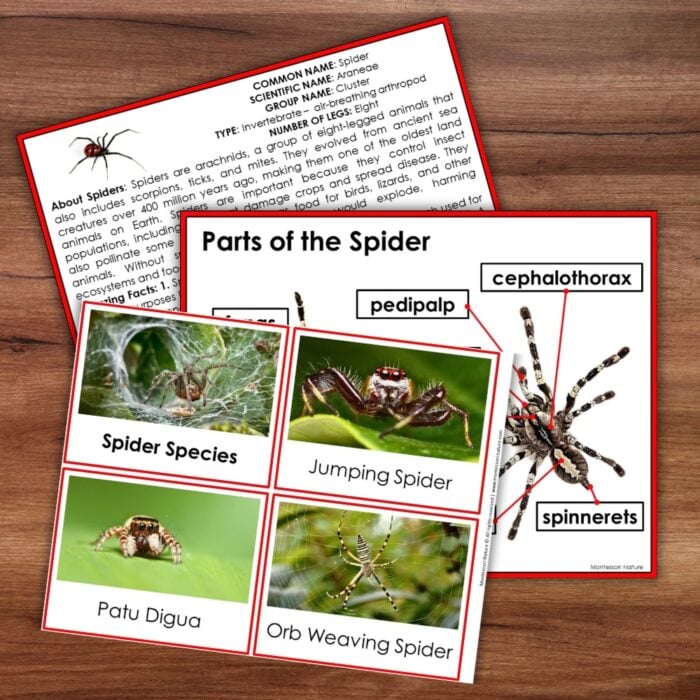 Parts of a Spider Life Cycle Activities include a labeled anatomy diagram, a fact sheet, and photos of a jumping spider, orb weaver, and patu digua. Montessori Nature Printable