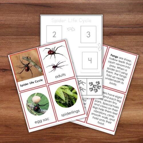 Parts of a Spider Life Cycle Activities featuring educational cards of an egg sac, spiderlings, and adult spiders, plus informational text cards. Montessori Nature Printable