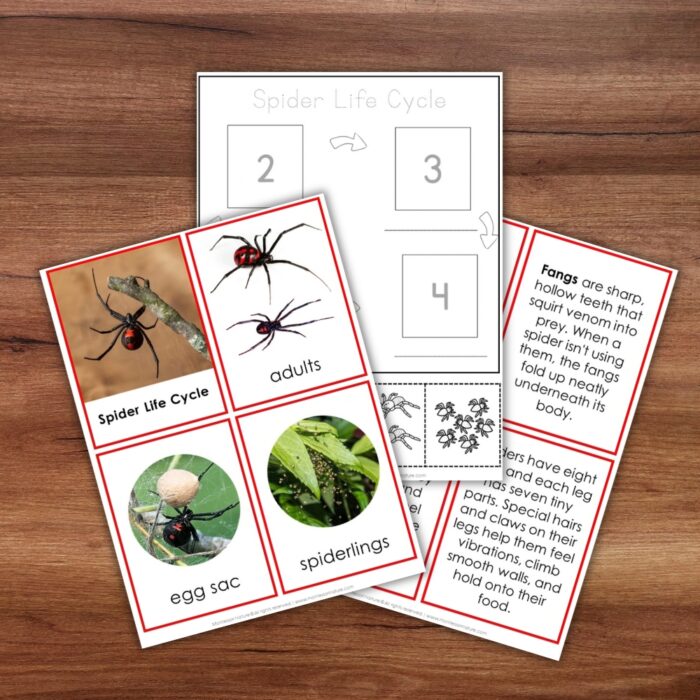 Parts of a Spider Life Cycle Activities featuring educational cards of an egg sac, spiderlings, and adult spiders, plus informational text cards. Montessori Nature Printable