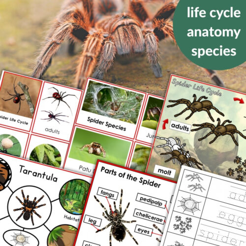 Parts of a Spider Life Cycle Activities
