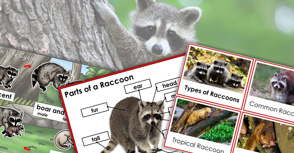 Raccoon worksheets with pictures of raccoons.