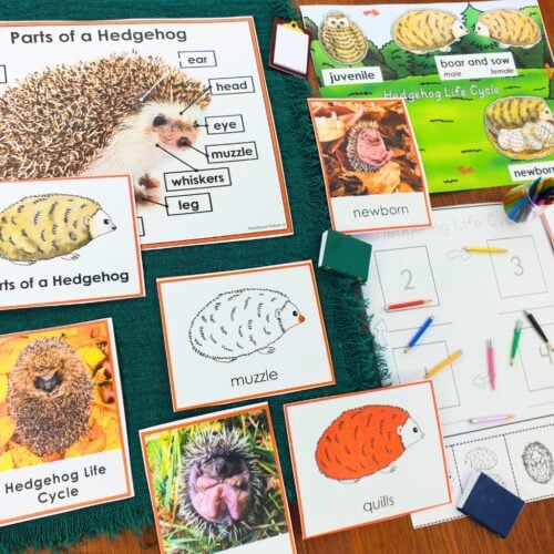 Parts of a Hedgehog Life Cycle Activities