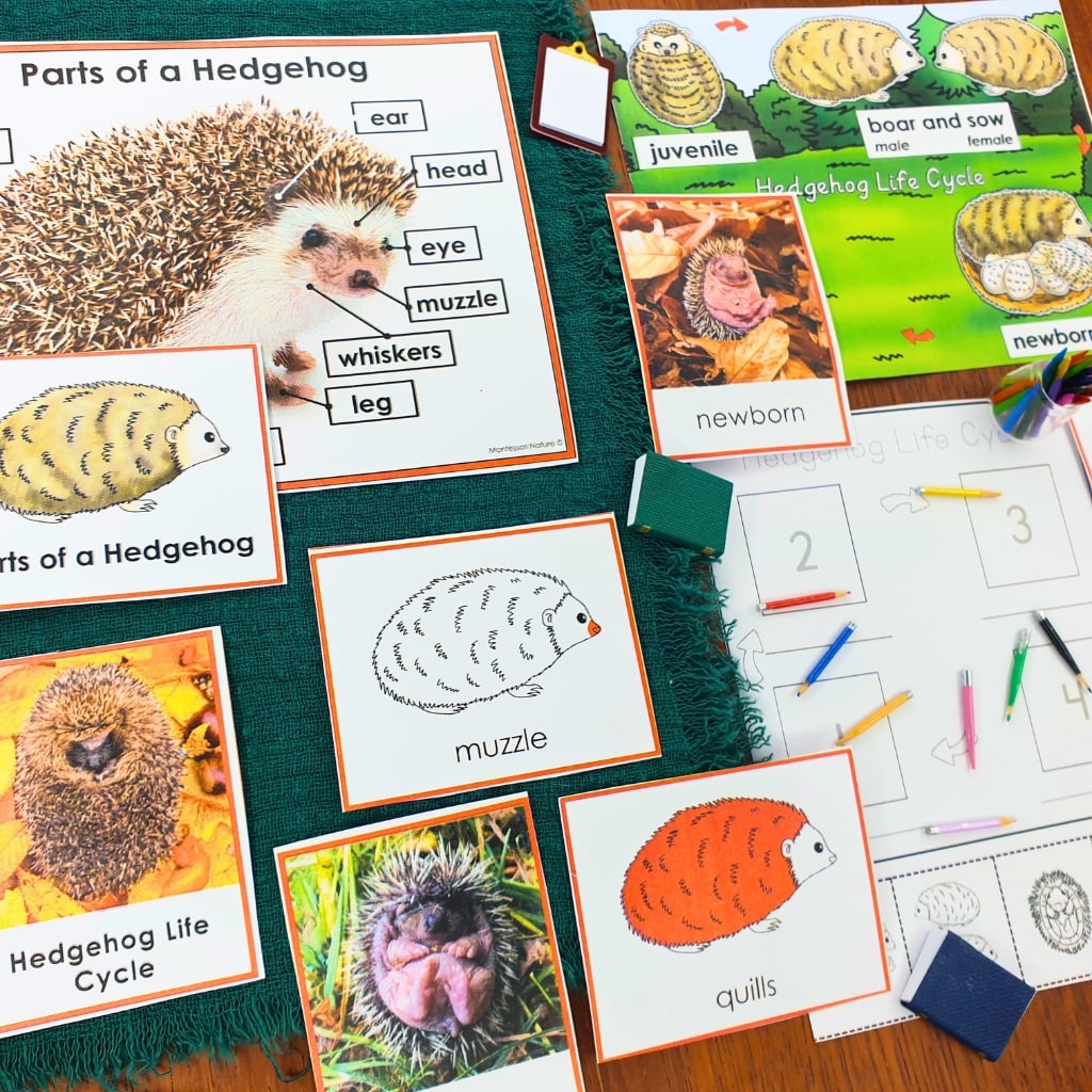 Parts of a Hedgehog Life Cycle Activities educational cards showing hedgehog anatomy and life cycle stages, with a corresponding worksheet and colored pencils. Montessori Nature Printable