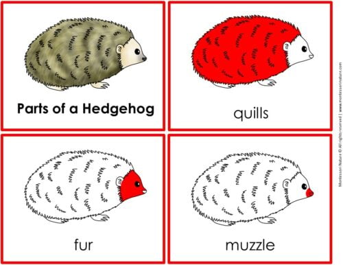 Parts of a Hedgehog Life Cycle Activities shown on four illustrated cards highlighting the quills, fur, and muzzle in red. Montessori Nature Printable