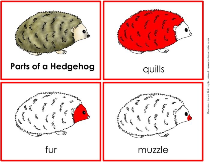 Parts of a Hedgehog Life Cycle Activities shown on four illustrated cards highlighting the quills, fur, and muzzle in red. Montessori Nature Printable