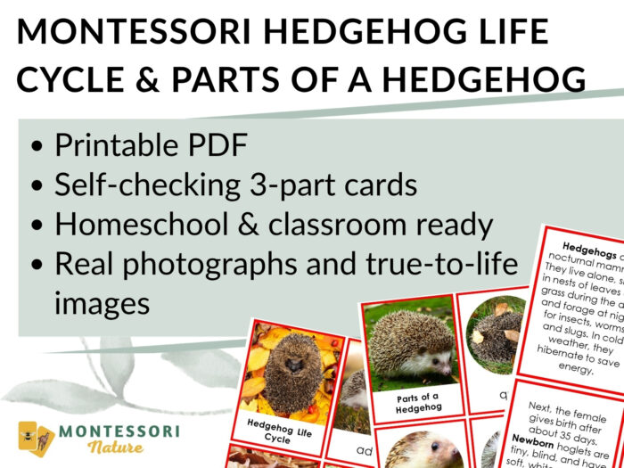 Parts of a Hedgehog Life Cycle Activities educational sheet featuring printable materials and 3-part card examples with photos and text for learning about the hedgehog life cycle. Montessori Nature Printable