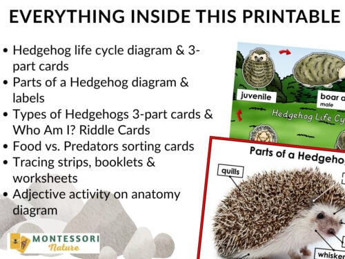 Parts of a Hedgehog Life Cycle Activities including a list of printable tasks, a life cycle diagram, and a labeled diagram showing a hedgehog’s quills and whiskers. Montessori Nature Printable