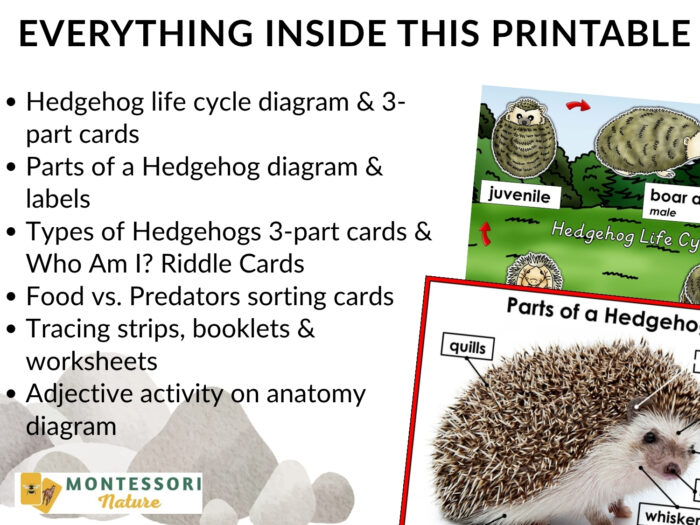 Parts of a Hedgehog Life Cycle Activities including a list of printable tasks, a life cycle diagram, and a labeled diagram showing a hedgehog’s quills and whiskers. Montessori Nature Printable