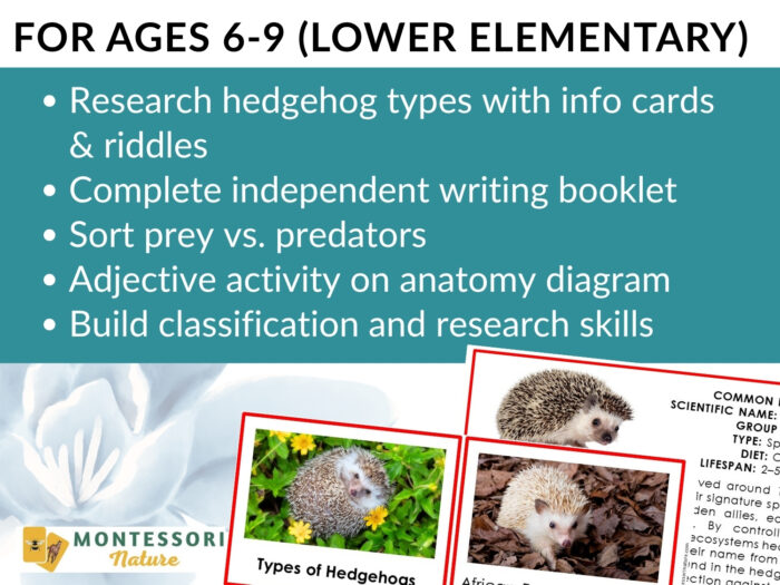 Parts of a Hedgehog Life Cycle Activities for ages 6-9, featuring research cards, a writing booklet, anatomy diagrams, life cycle worksheets, and sample study cards. Montessori Nature Printable