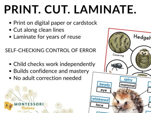 Parts of a Hedgehog Life Cycle Activities including instructions for printing, cutting, and laminating self-checking cards and worksheets detailing hedgehog anatomy. Montessori Nature Printable