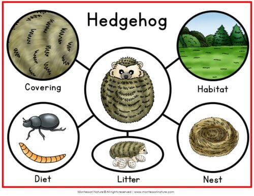 Parts of a Hedgehog Life Cycle Activities educational diagram featuring a central hedgehog icon surrounded by labeled circles for covering, habitat, diet, litter, and nest. Montessori Nature Printable