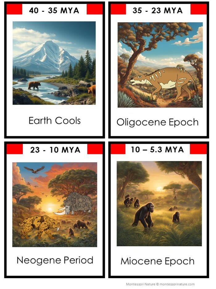 The Cenozoic Era Timeline Second Great Lesson Earth History 5 Part Cards illustrate four key scenes from the Tertiary period—a pivotal era in the story of our planet and an essential component of the Second Great Lesson. The cards feature Earth cooling, the Oligocene Epoch, mammals of the Neogene Period, and primates of the Miocene Epoch, each labeled with relevant years from the Cenozoic Era. Montessori Nature Printable