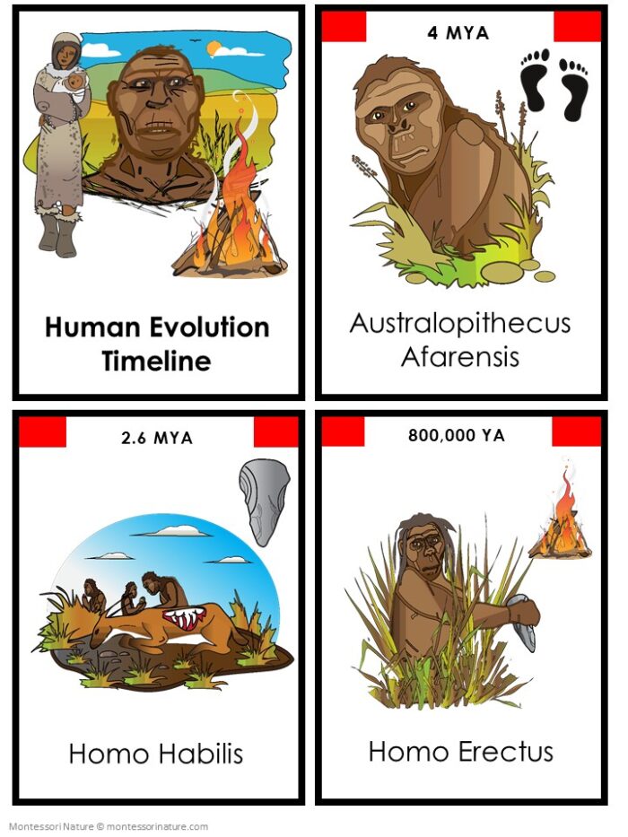 Human Evolution Timeline 5 Part Cards - Image 2