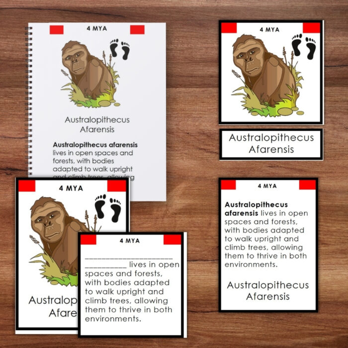 Human Evolution Timeline 5 Part Cards - Image 3