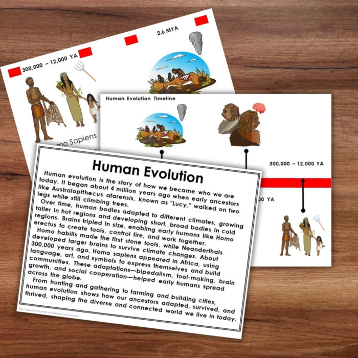 Human Evolution Timeline 5 Part Cards - Image 4
