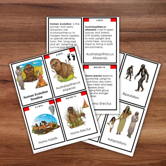 Human Evolution Timeline 5 Part Cards - Image 5