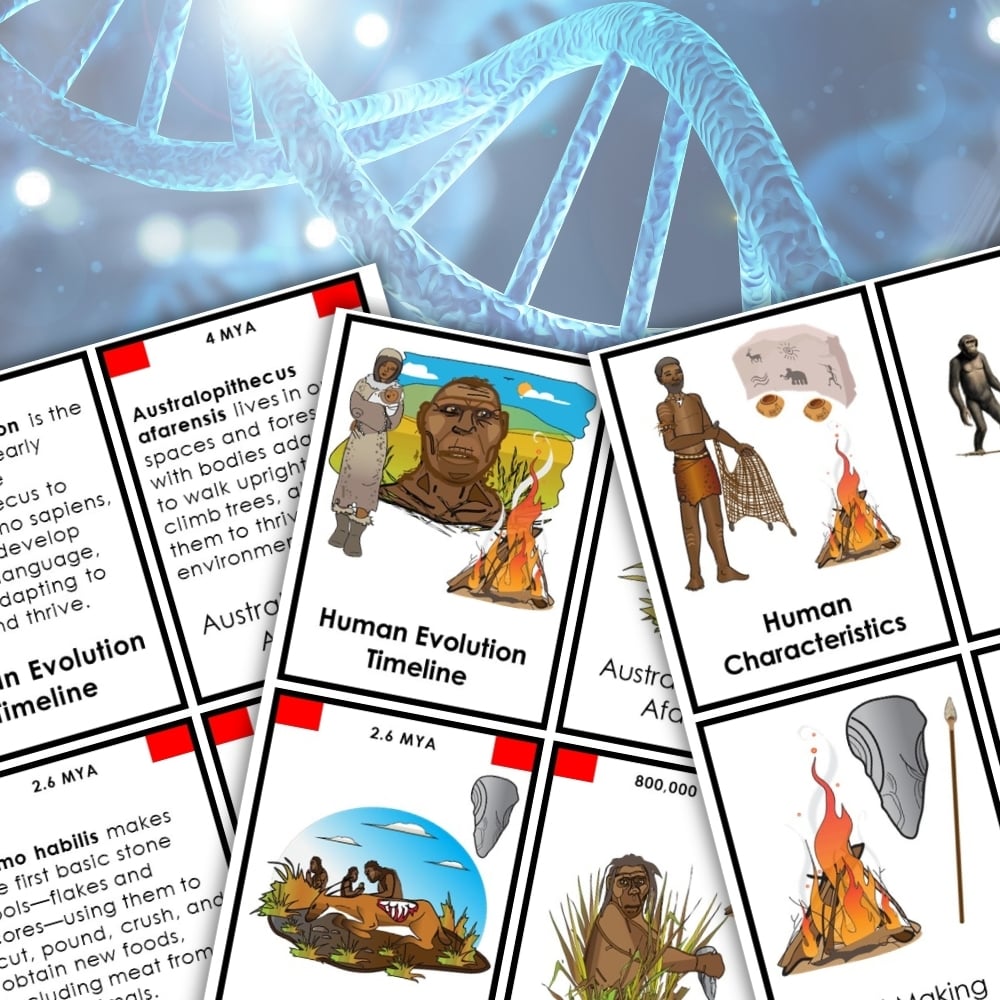 The Human Evolution Timeline Characteristics set features illustrated educational cards arranged to highlight key evolutionary milestones and human traits, with a DNA double helix image in the background for visual context. Montessori Nature Printables