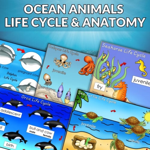A vibrant collage showcases the Ocean Animals Life Cycle Anatomy: Facts 3 Part Cards Worksheets Bundle, featuring dolphins, octopuses, orcas, seahorses, and sea turtles. Each diagram includes anatomy highlights and a bold red “Bundle Offer” banner. Montessori Nature Printables