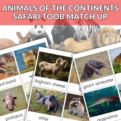 Animals of the Continents: Safari TOOB Compatible 3 Part Cards & Facts Bundle—features educational cards with photos/illustrations of animals like the panda, zebra, lion & bighorn sheep, plus a red "BUNDLE OFFER" banner. Montessori Nature Printables