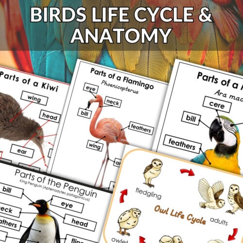 The Bird Bundle: Life Cycle & Anatomy Learning Activities features illustrated charts of bird life cycles with eggs and fledglings, ideal for anatomy lessons. Includes a "BUNDLE OFFER" banner and a background nest with blue eggs. Montessori Nature Printables