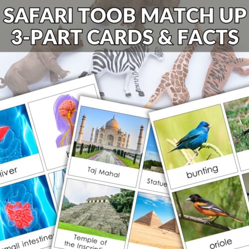 Safari TOOB Compatible 3 Part Cards & Facts Bundle displays animal, organ, landmark, and bird flashcards alongside Safari TOOB figures with a red "BUNDLE OFFER" banner—ideal for learning with our 3-part cards set. Montessori Nature Printables