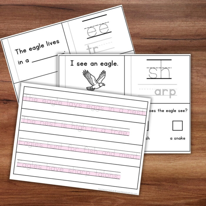 Eagles Sentence Strips Comprehension Booklet Phonics Reading with Tracing - Image 4