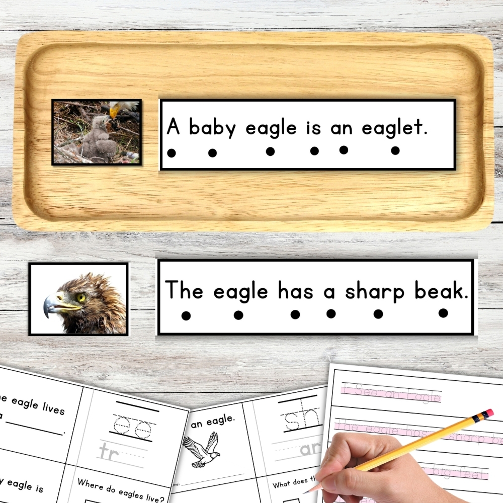 A variety of eagle-themed educational worksheets, including the Eagles Sentence Strips Comprehension Booklet Phonics Reading with Tracing, two eagle photos, and engaging fill-in-the-blank and tracing activities, are arranged on a light wood surface. Montessori Nature Printable