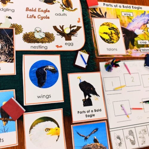 Parts of the Bald Eagle Life Cycle Activities
