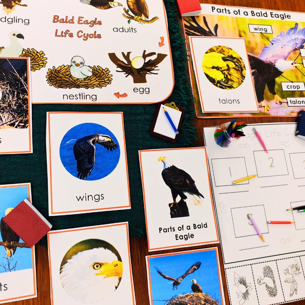 Parts of the Bald Eagle Life Cycle Activities: educational cards and activity sheets displaying images and labels of the bald eagle life cycle and anatomy, including talons, wings, and nesting. Montessori Nature Printable