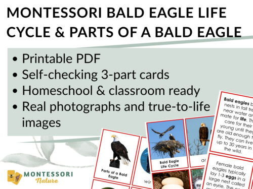Parts of the Bald Eagle Life Cycle Activities cards feature photographs and descriptive text detailing the anatomy and life cycle of a bald eagle for educational use. Montessori Nature Printable