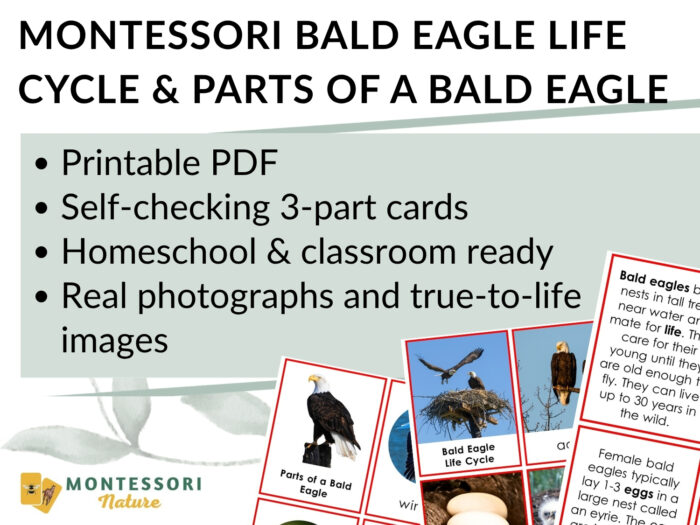 Parts of the Bald Eagle Life Cycle Activities cards feature photographs and descriptive text detailing the anatomy and life cycle of a bald eagle for educational use. Montessori Nature Printable