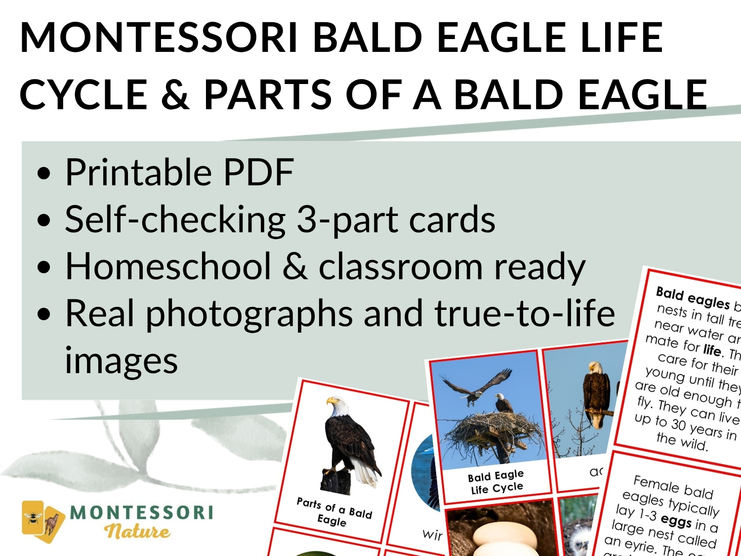 Parts of the Bald Eagle Life Cycle Activities cards feature photographs and descriptive text detailing the anatomy and life cycle of a bald eagle for educational use. Montessori Nature Printable