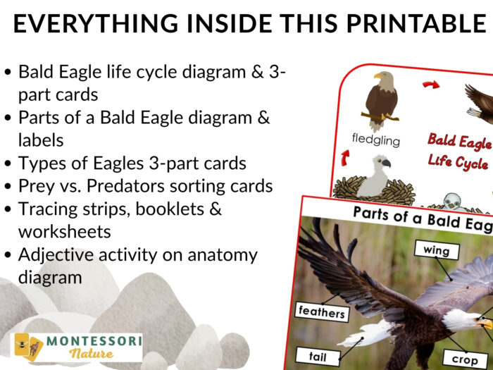 Parts of the Bald Eagle Life Cycle Activities shown with educational diagrams of the bird’s life cycle and anatomy next to sample activity pages. Montessori Nature Printable