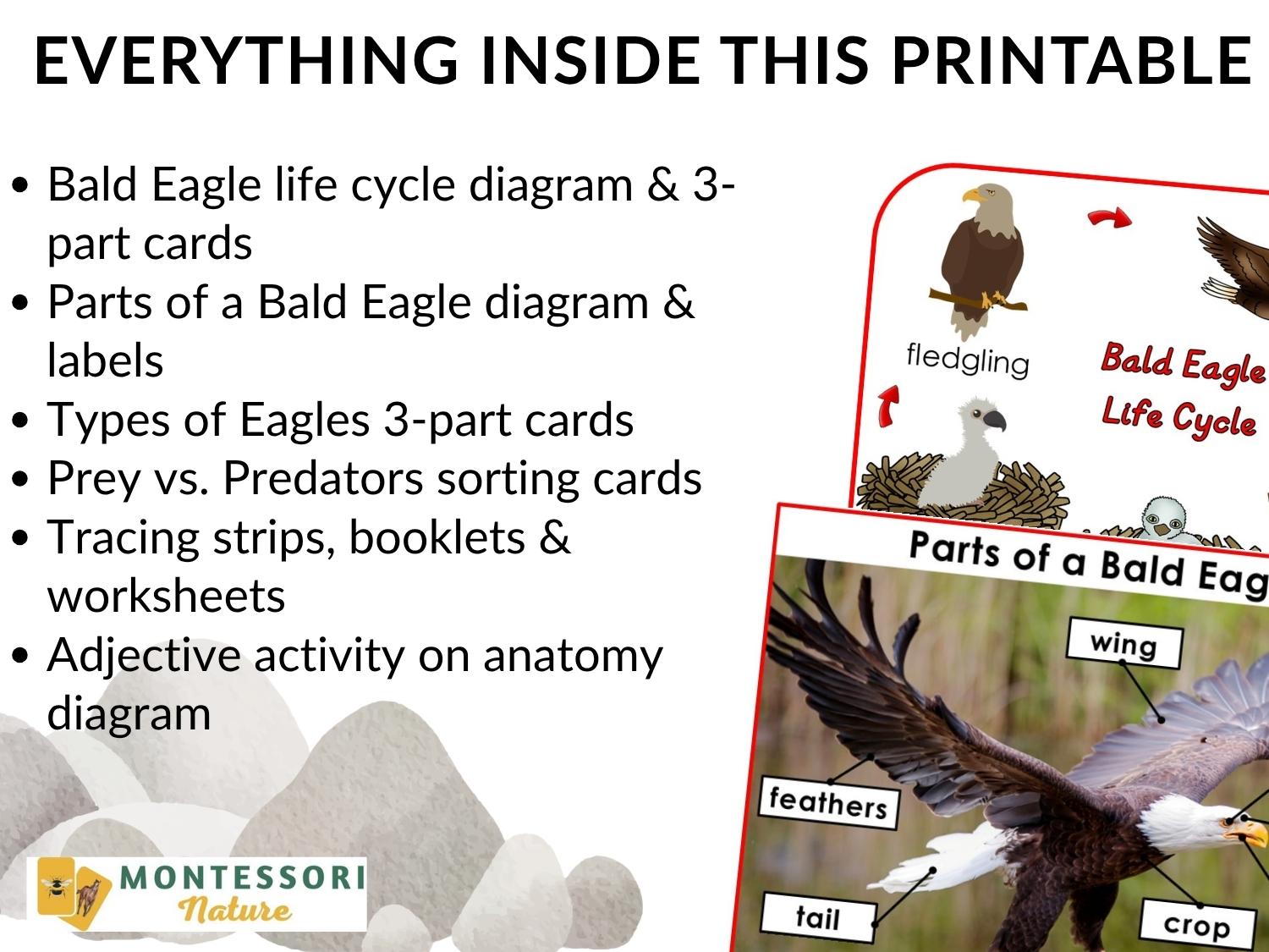 Parts of the Bald Eagle Life Cycle Activities shown with educational diagrams of the bird’s life cycle and anatomy next to sample activity pages. Montessori Nature Printable