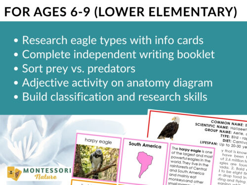Parts of the Bald Eagle Life Cycle Activities for ages 6-9, featuring research tasks, a writing booklet, predator sorting, anatomy diagrams, and sample fact cards covering the life cycle. Montessori Nature Printable