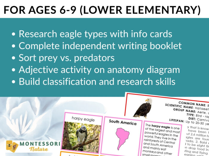 Parts of the Bald Eagle Life Cycle Activities for ages 6-9, featuring research tasks, a writing booklet, predator sorting, anatomy diagrams, and sample fact cards covering the life cycle. Montessori Nature Printable