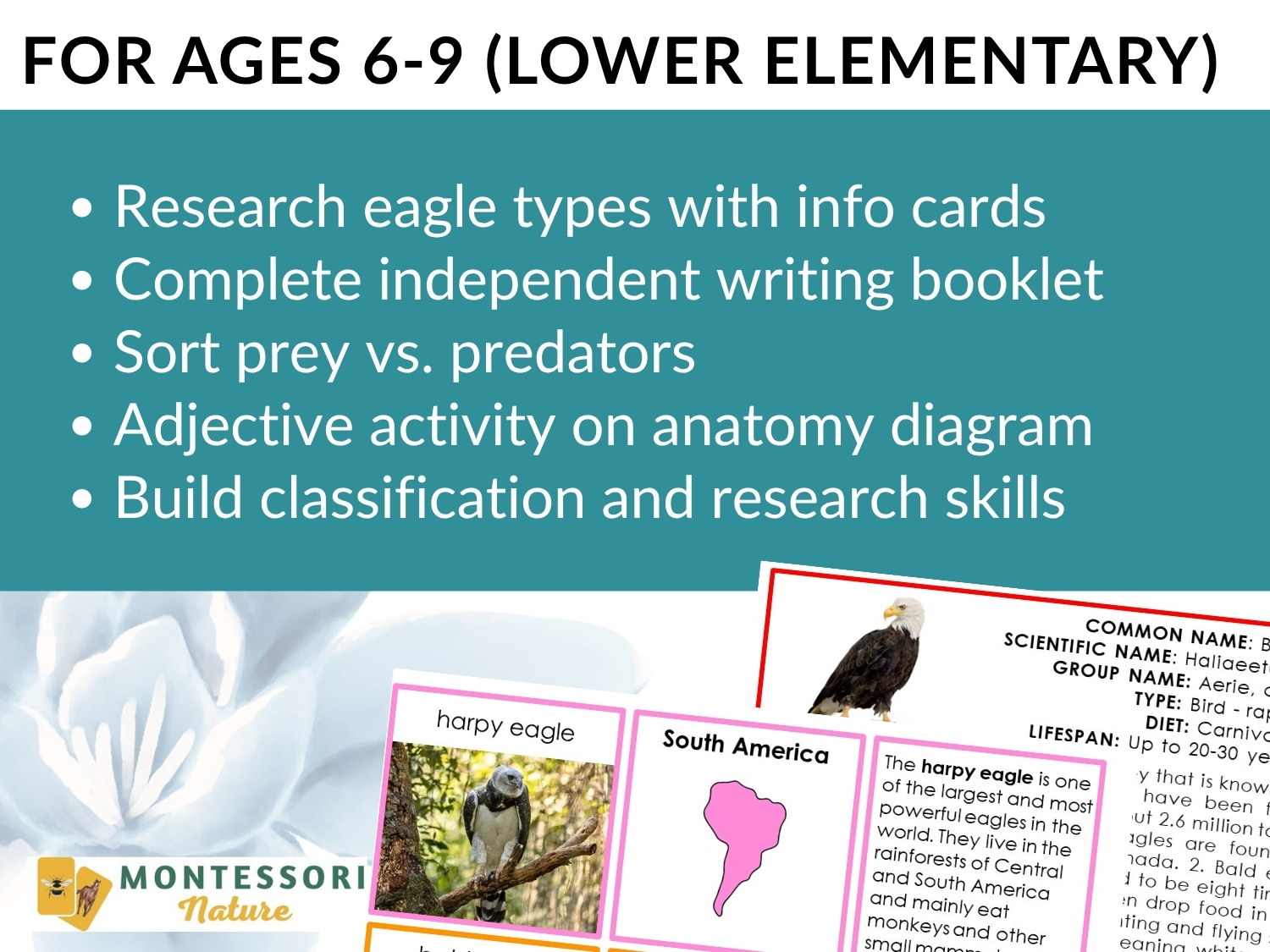 Parts of the Bald Eagle Life Cycle Activities for ages 6-9, featuring research tasks, a writing booklet, predator sorting, anatomy diagrams, and sample fact cards covering the life cycle. Montessori Nature Printable