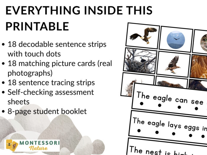 Eagles Sentence Strips Comprehension Phonics set of 18, including touch dots, sentence tracing strips, assessment sheets, and a student booklet for reading comprehension. Montessori Nature Printable