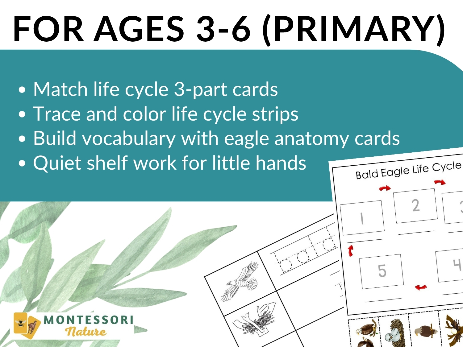 Parts of the Bald Eagle Life Cycle Activities