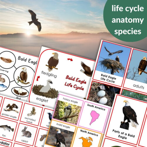 Parts of the Bald Eagle Life Cycle Nomenclature 3 Part Cards Facts