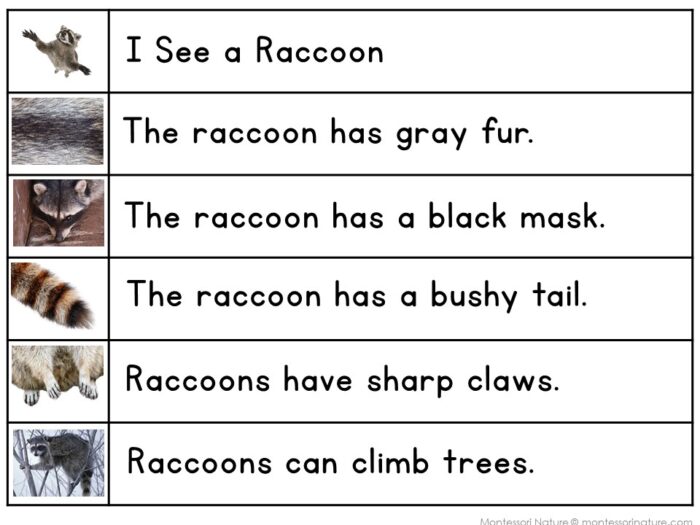 All About Raccoons Decodable Phonics Reader Comprehension Forest Animals - Image 2