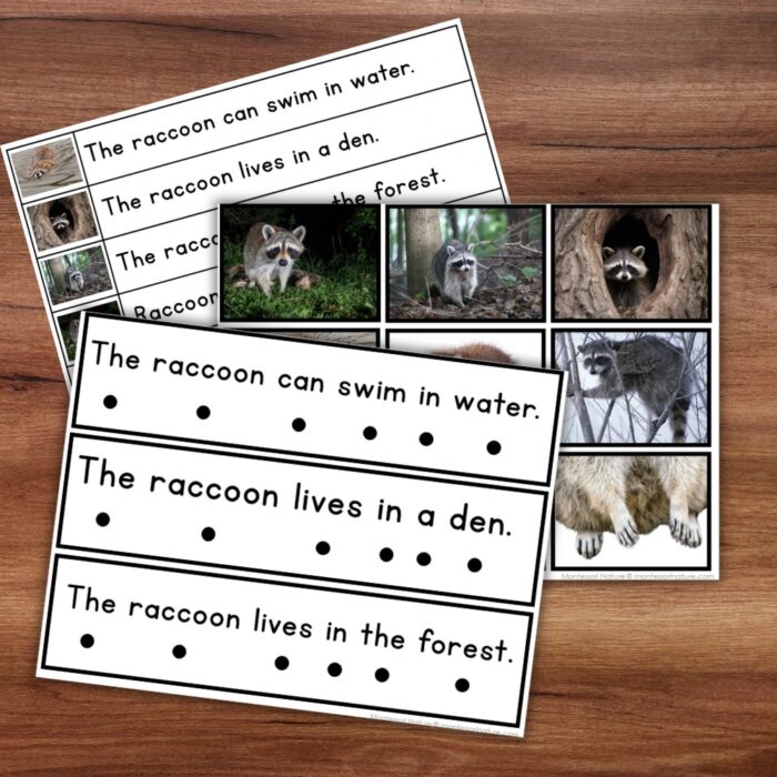 All About Raccoons Decodable Phonics Reader Comprehension Forest Animals - Image 3
