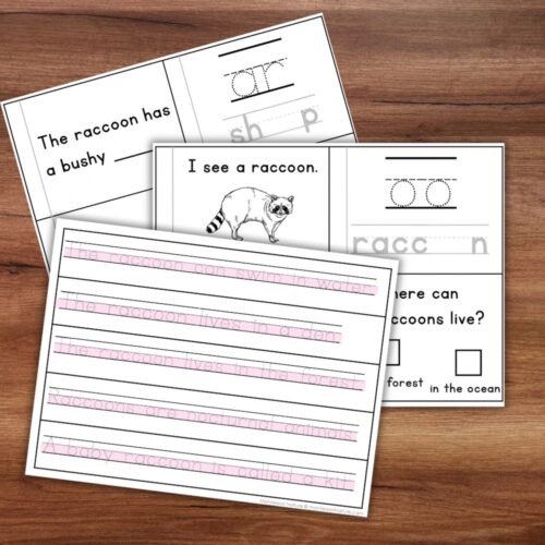 All About Raccoons Decodable Phonics Reader Comprehension Forest Animals - Image 4